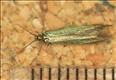 0516 (37.033) Coleophora trifolii